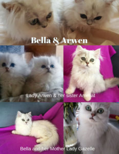 Dearheart persian for sales sale